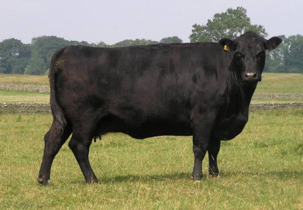 Абердин-ангусская порода коров: описание, фото, стоимость - фото