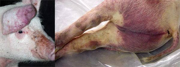 Признаки и профилактические меры африканской свиной чумы - фото