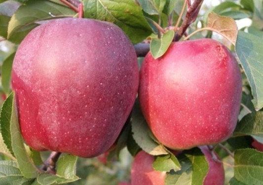 Описание, посадка и уход за яблоней сорта Глостер с фото