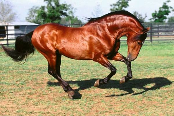 Андалузская лошадь: описание, характер и разведение представителей породы с фото