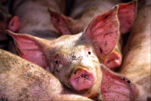 Авитаминоз у свиней: симптомы и эффективное лечение - фото