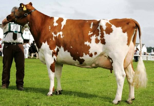 Лучшая молочная порода коров - Айрширская - фото