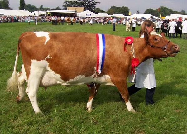 Айрширская порода коров: отзывы, цены, описание - фото