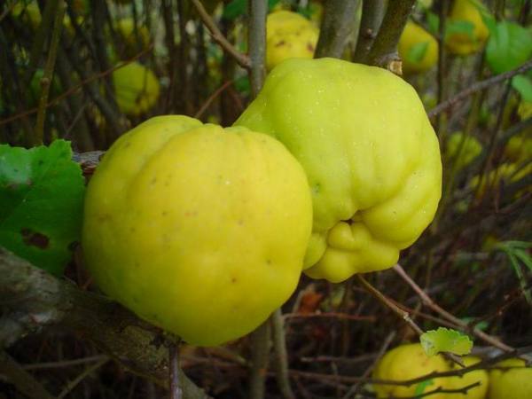Айва японская (хеномелес): выращивание и размножение сибирского лимона - фото