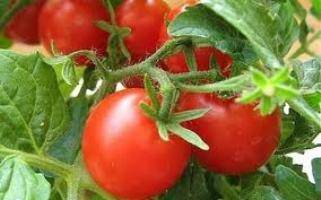 Балконные помидоры - фото