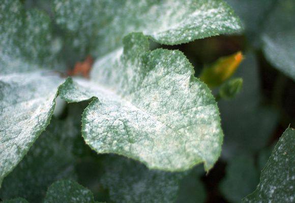Как бороться с белым налетом на листьях смородины с фото