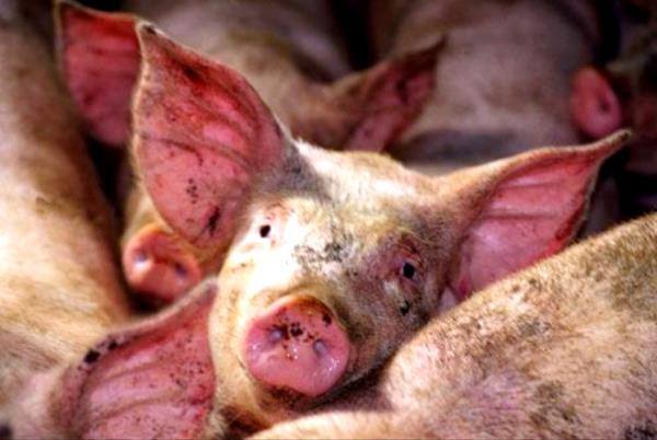 Обзор типичных болезней свиней и методов их лечения с фото