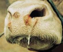 Большое слюноотделение у коров — чем лечить заболевание - фото