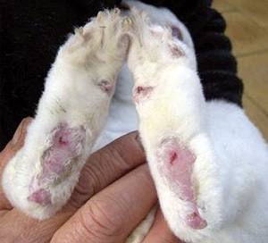 Чем болеют кролики и как их лечить - фото