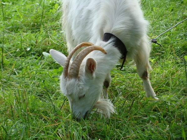 О кормлении новорожденных козлят и взрослых коз - фото