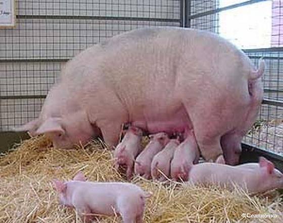 Чем кормить свиноматку после опороса, если она не есть - фото