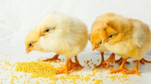 Чем кормить цыплят мясных и яичных пород с первых дней жизни? с фото