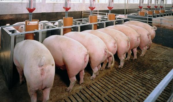 Чем лучше всего кормить свиней, что давать нельзя с фото