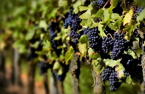 Весенняя подкормка винограда: лучшие советы - фото