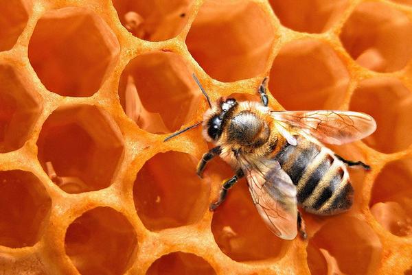 Применение пчелиного воска в народной медицине и косметологии: польза и вред с фото