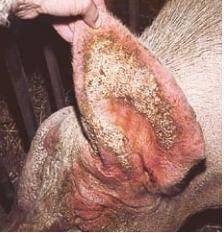 Чесотка у свиней: причины и лечение - фото