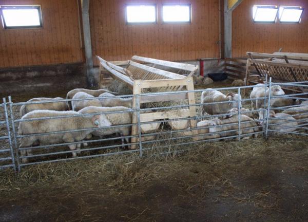 Помещение для овец: как самостоятельно сделать овчарню? - фото