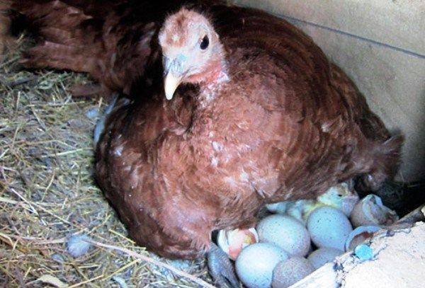 Сколько дней индюшка высиживает яйца с фото