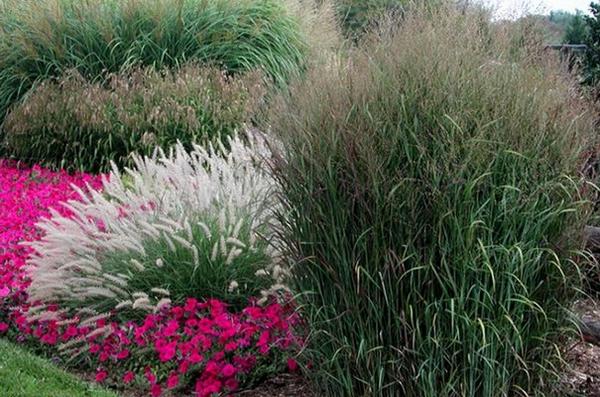 9 декоративных злаковых растений для вашего сада с фото