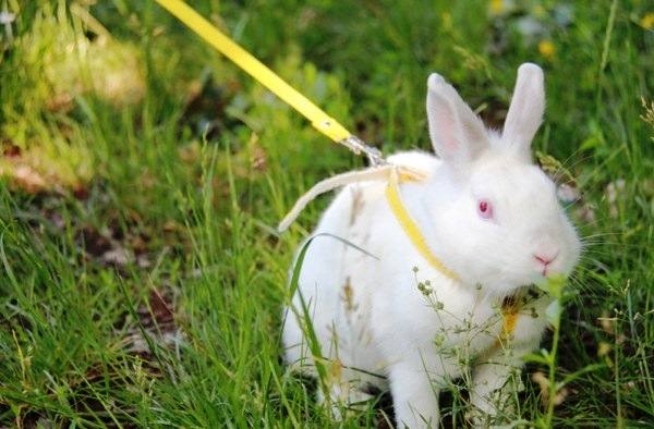 Поводок для кролика: как надевать, как сделать самому - фото