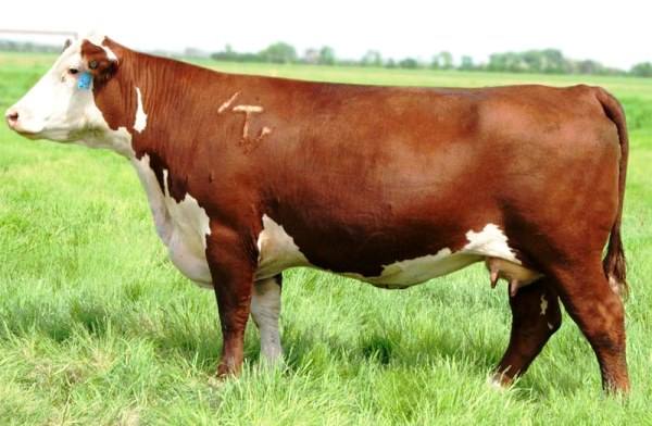 Популярная мясная порода коров - Герефордская - фото