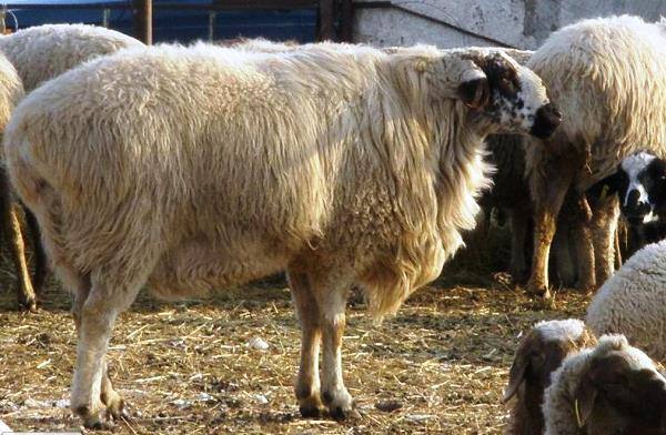 Самая крупная овца в мире - Гиссарская - фото