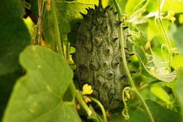 Экзотические овощи: опыт выращивания в Приморье с фото