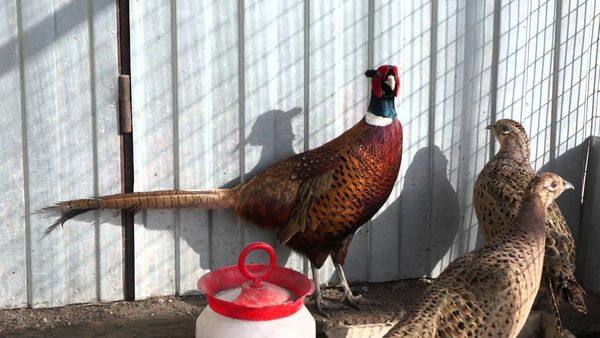 Специфика разведения и содержания фазанов в домашних условиях - фото