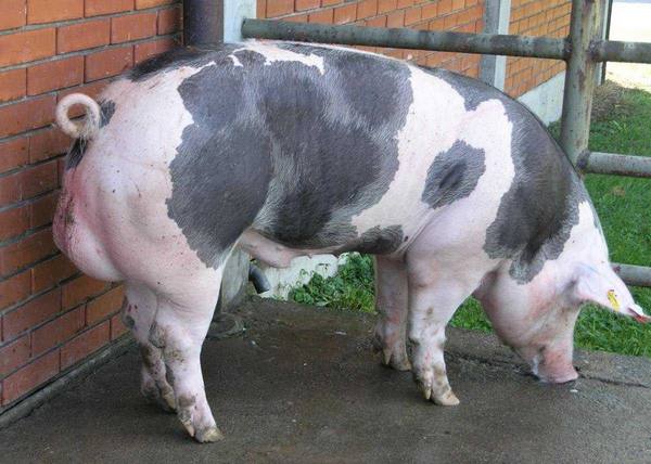 Французская порода свиней: фото и описание - фото