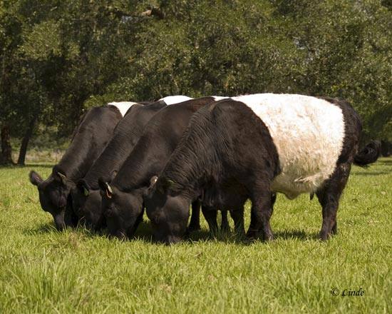 Галловейская порода коров для разведения, фото, описание - фото