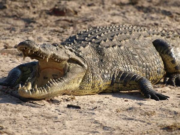 Где обитает нильский крокодил и описание вида - фото