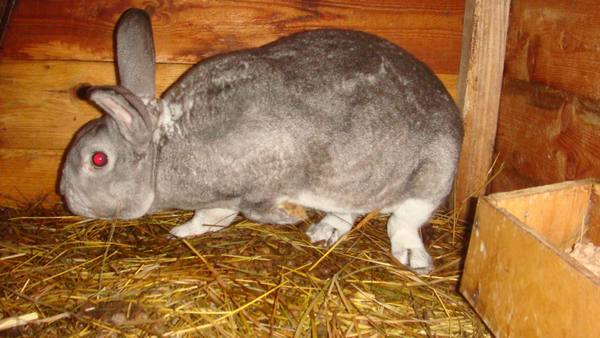 Глисты у кроликов: причины, симптомы и лечение - фото