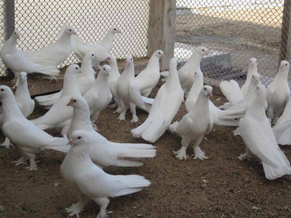 Отличительные черты иранских бойных голубей с фото