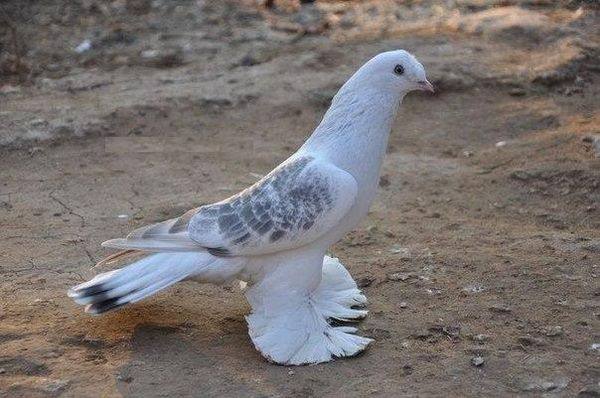 Достоинства уникальных турецких голубей Такла с фото
