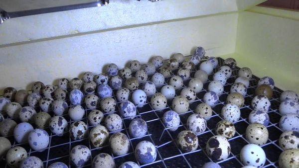 Как происходит инкубация перепелиных яиц в домашних условиях - фото