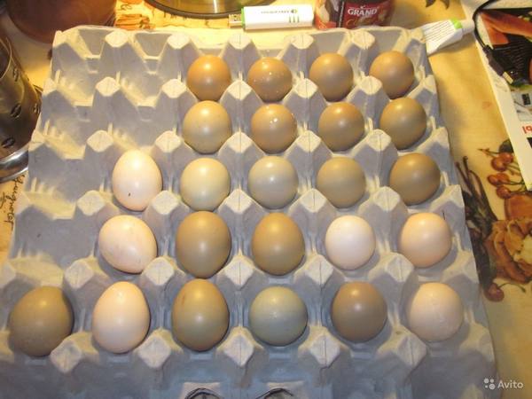 Инкубация яиц фазана: фото - фото