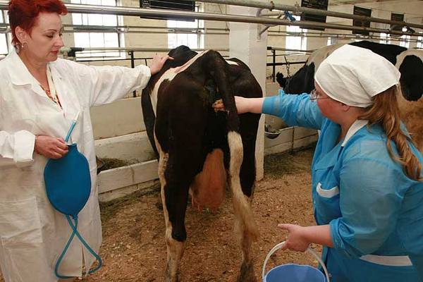 Способы и инструкции искусственного осеменения коров - фото