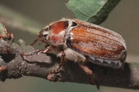 Как бороться с личинками майских жуков - фото