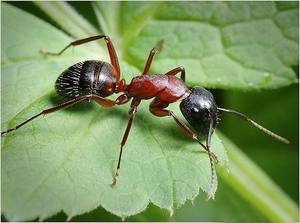 Борьба с садовыми муравьями: методы, средства с фото