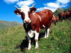 Особенности доения коровы для получения высоких надоев молока с фото