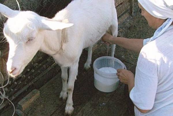 Процесс доения козы: технология, раздой, время дойки с фото