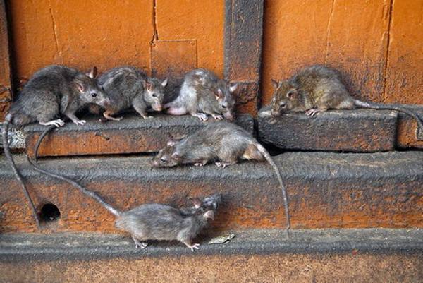 Как избавиться от крыс в свинарнике - эффективные способы с фото