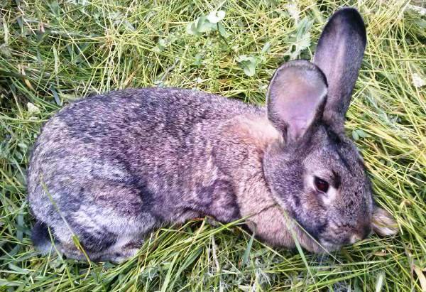 Все о кокцидиозе кроликов: симптомы, лечение, как избежать заболевания с фото