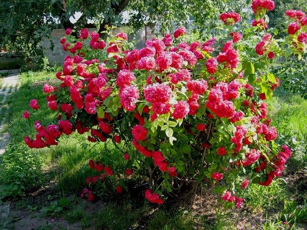 Особенности подготовки розы к зиме, необходимые знания для каждого садовода - фото