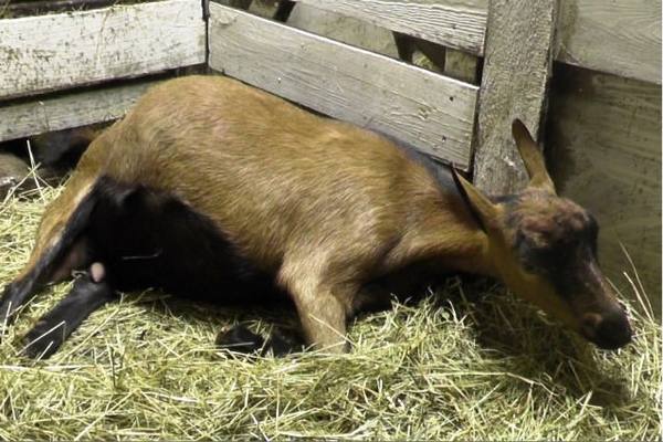 Как происходит окот козы и как помочь животному - фото