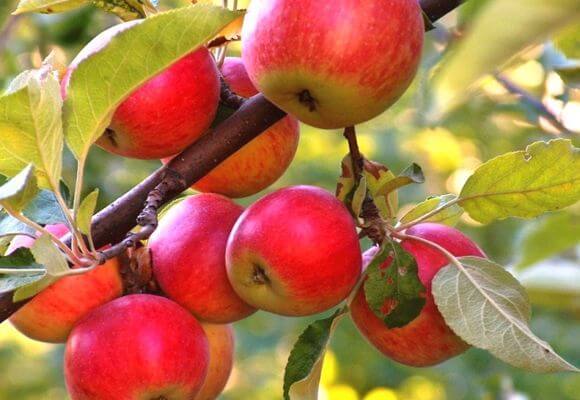 Когда и чем подкармливать яблони осенью с фото