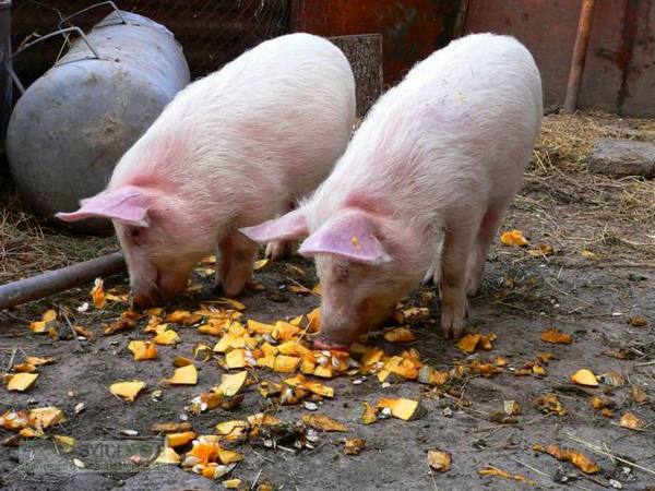 Как правильно кормить свиней сухим кормом: видео - фото