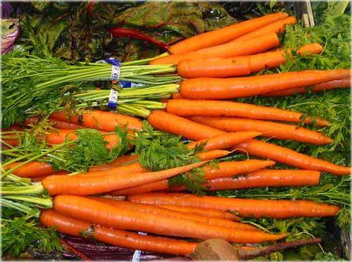 Как правильно подготовить почву и сажать морковь? - фото