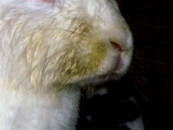 Как вылечить эффект мокрой мордочки у кроликов с фото