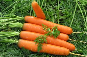 Посадка моркови весной в открытый грунт - фото